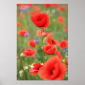 Poster Mohn 2012 (Devant)