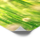 Poster Mohn Traum (Coin)