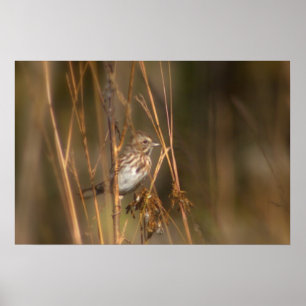 Poster Moineau de chanson dans le pré