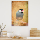 Poster Moineau de Java (Cuisine)