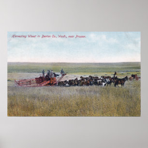Poster Moisson de la scène de blé