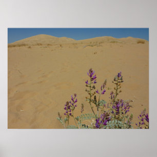 Poster Mojave Indigo Bush et Kelso Dunes
