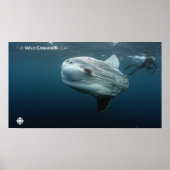 Poster Mola Mola (Devant)