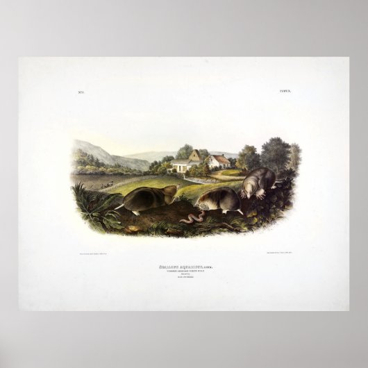 Poster Mole à musaraignes (Mole Est) Audubon (Devant)