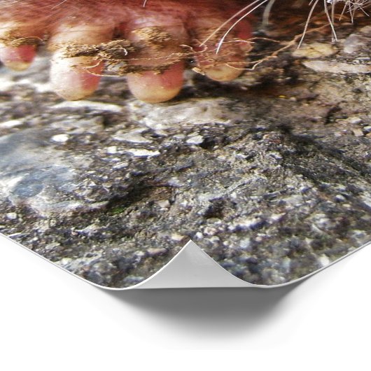 Poster Mole de Broadfoot Nord (Coin)