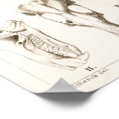 Poster Mole et crânes musqués Anatomie vétérinaire Imprim (Coin)