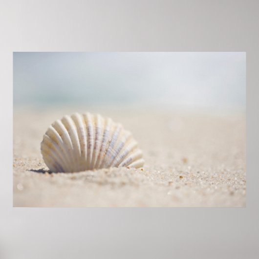Poster Mollusk Seashell (Devant)