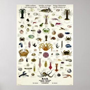 Poster Mollusques et cru comestibles Repro de crustacés.
