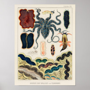 Poster Mollusques et planariens de la Grande Barrière vin