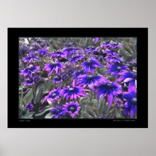 Poster Moment de lumière noire dans l'affiche de Gloriosa