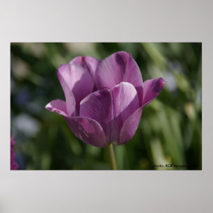 Poster Moment pourpre