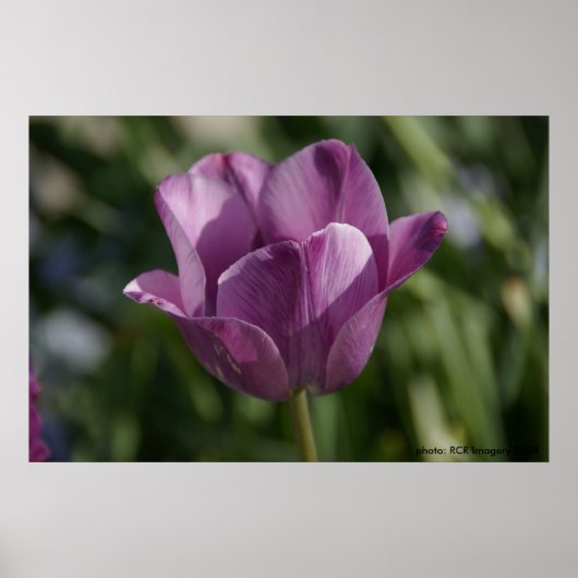 Poster Moment pourpre (Devant)