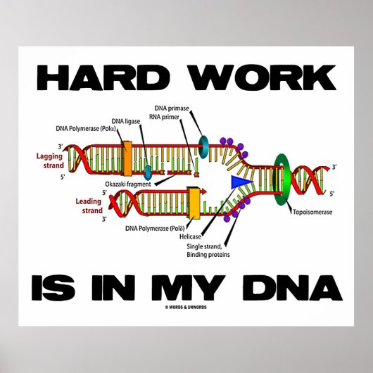 Poster Mon ADN (Réplication De L'ADN) Travaille Dur (Devant)