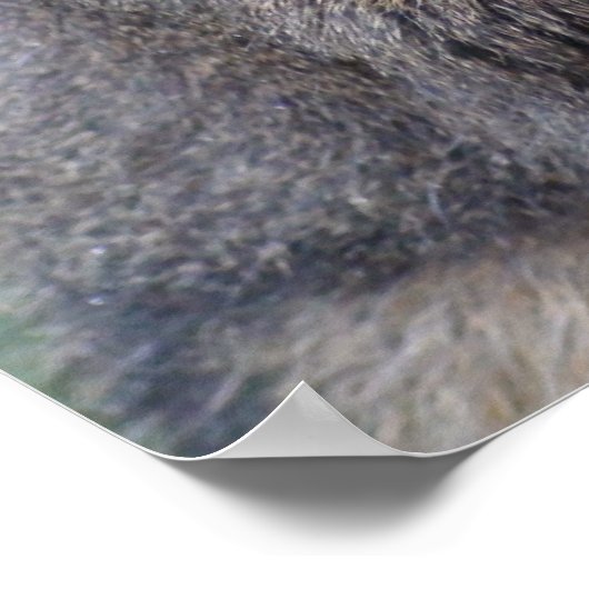 Poster Mon ami Fuzzy (Coin)