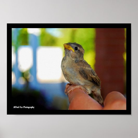Poster Mon ami moineau (Devant)