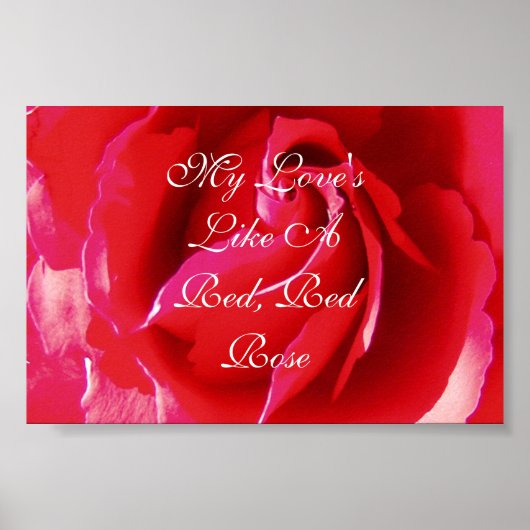 Poster Mon amour est comme une rose rouge (Devant)