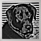 Poster Mon Black Lab (Devant)