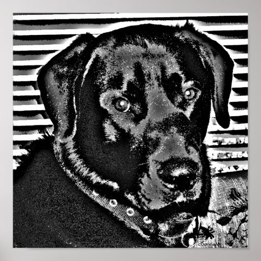Poster Mon Black Lab (Devant)