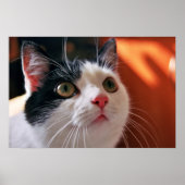 Poster Mon chat (Devant)