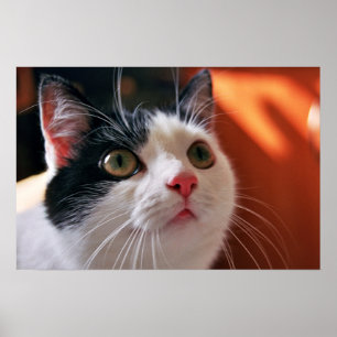 Poster Mon chat