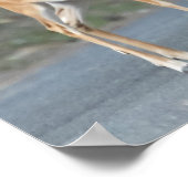 Poster Mon Grosse Oreille Vous Avez Un Cerf Blanche Doit (Coin)