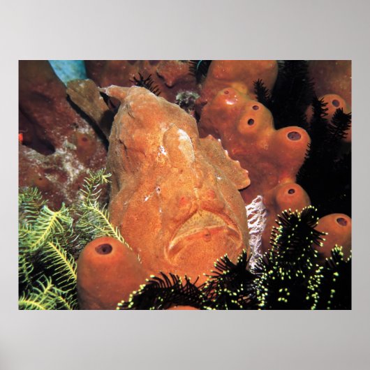 Poster Mon poisson (Devant)