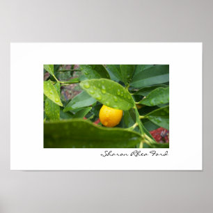 Poster Mon premier Kumquat par SRF