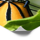 Poster Monarch Butterfly (Coin)