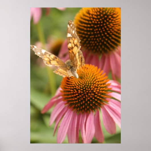 Poster Monarch Butterfly (Devant)