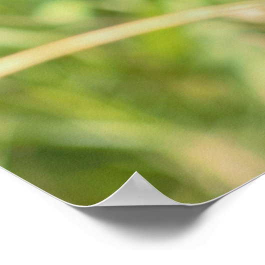 Poster Monarch Butterfly (Coin)