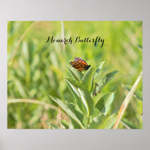 Poster Monarch Butterfly