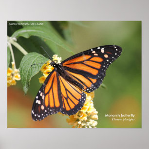 Poster Monarch Butterfly