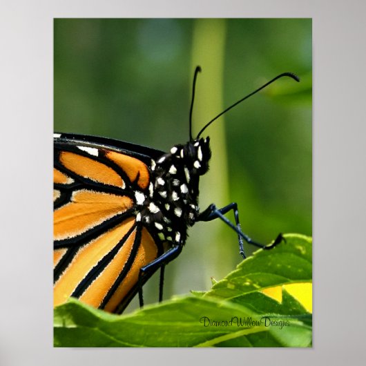 Poster Monarch Butterfly (Devant)