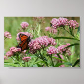 Poster Monarch Butterfly (Devant)