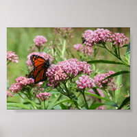 Poster Monarch Butterfly