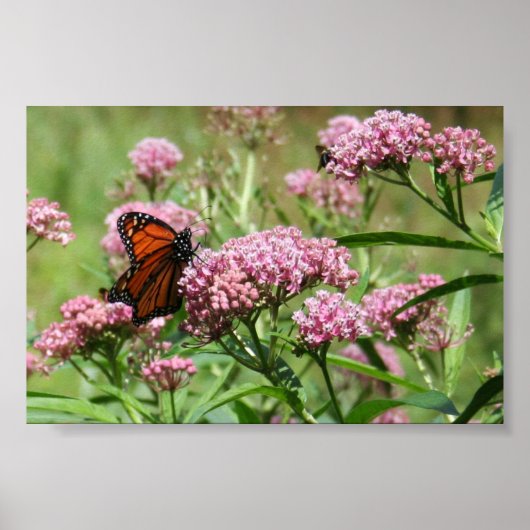 Poster Monarch Butterfly (Devant)