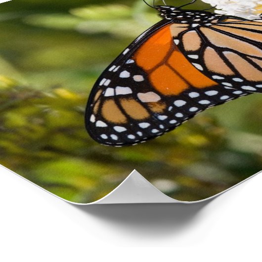 Poster Monarch Butterfly (Coin)