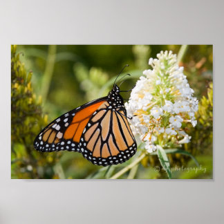 Poster Monarch Butterfly