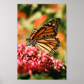 Poster Monarch Butterfly (Devant)