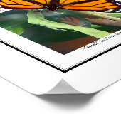 Poster Monarch Butterfly et Chrysalis Art (Coin)