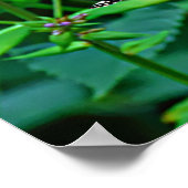 Poster Monarch Butterfly in Flowers (Coin)