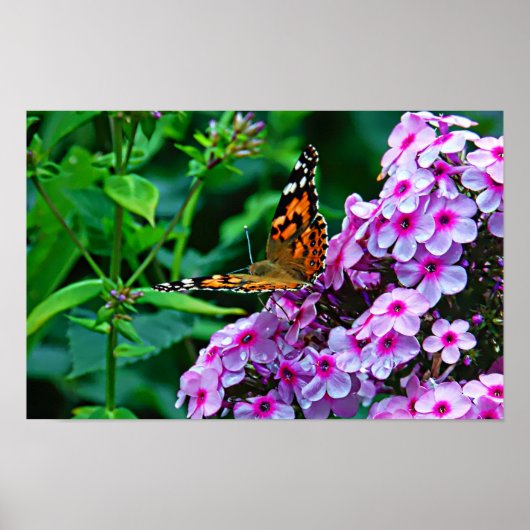 Poster Monarch Butterfly in Flowers (Devant)