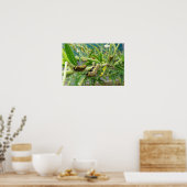 Poster Monarch Caterpillar (Cuisine)