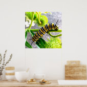 Poster Monarch Caterpillar (Cuisine)