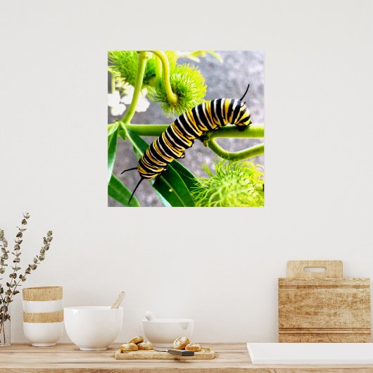 Poster Monarch Caterpillar (Cuisine)