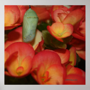 Poster Monarch Chrysalis