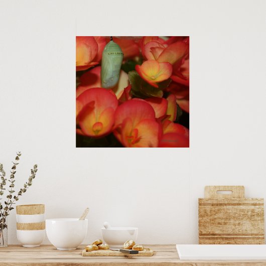 Poster Monarch Chrysalis (Cuisine)