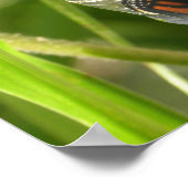 Poster Monarch_Chrysalis_P9120583_cropcpyrt (Coin)
