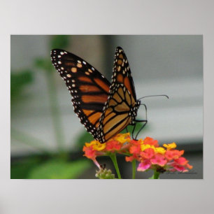 Poster Monarch on Lantana