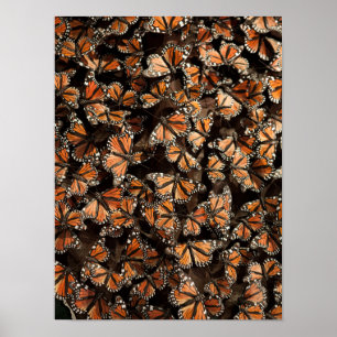 Poster Monarque Butterflies